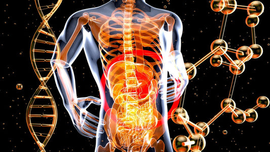 A digital anatomical illustration showing the human digestive system glowing in orange, highlighting the gut-brain connection with DNA strands and molecular structures in the background.