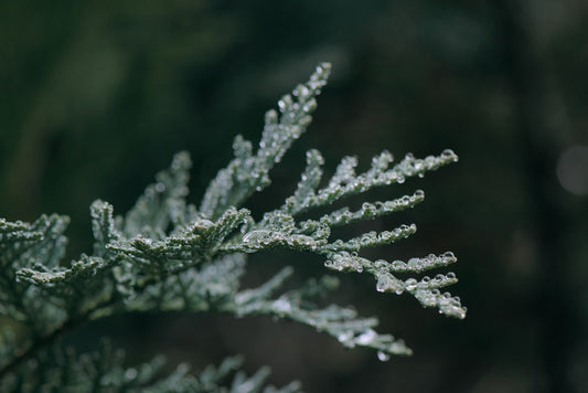 Detailed view of a juniper pine tree with fresh water droplets clinging to its needles, showcasing nature's beauty.