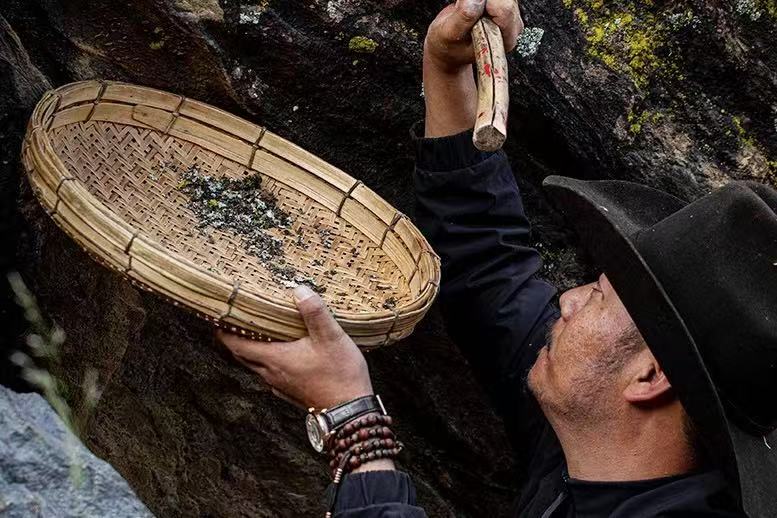 A man wearing a hat holds a basket filled with wild herbs, collecting Himalayan herbs from the cliffs.