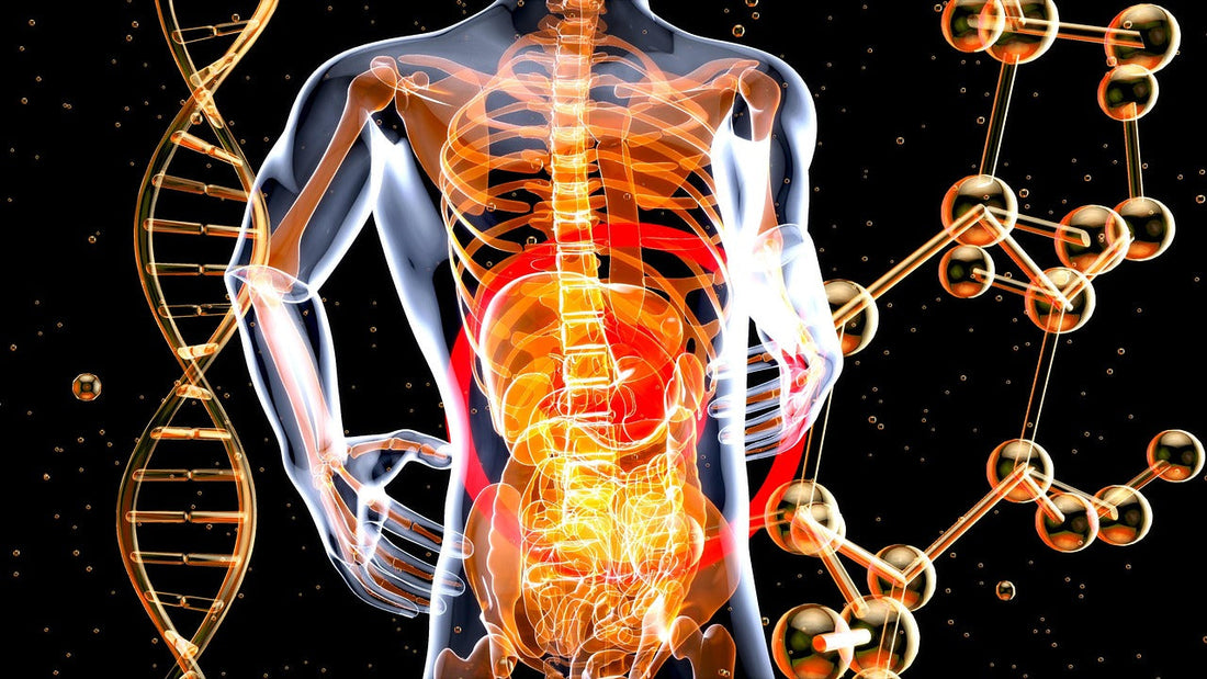 A digital anatomical illustration showing the human digestive system glowing in orange, highlighting the gut-brain connection with DNA strands and molecular structures in the background.