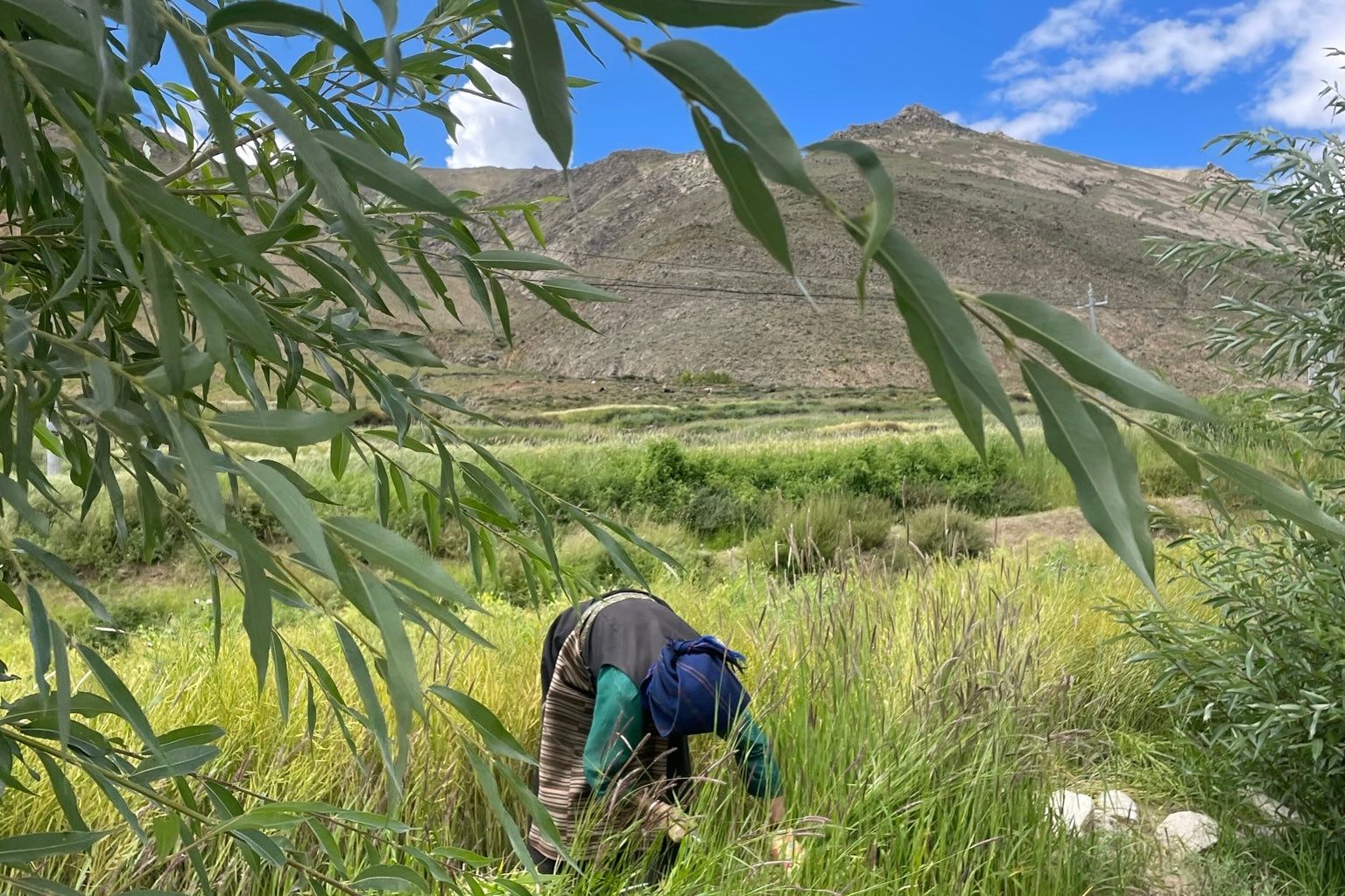 A Tibetan woman wearing traditional clothes is harvesting grains in a lush field  against the stunning backdrop of the Tibetan mountains and blue sky.