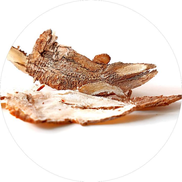 Two pieces of dried dong quai (Angelica sinensis), a key ingredient of Tibetan incense, resting on a clean white surface, showcasing its natural texture and color.