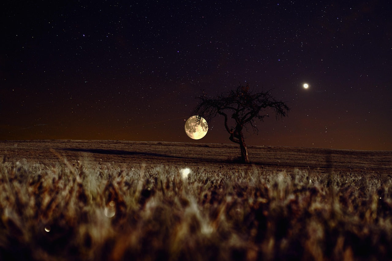 A glowing full moon rising over a grassy field with a lone, leafless tree under a starry night sky.